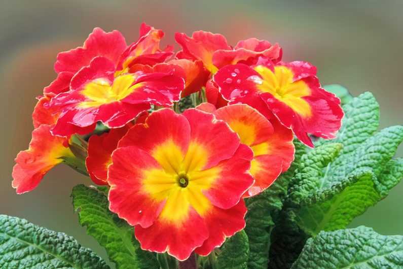 Preserving Primrose