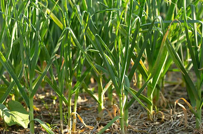 Stronger Root Development