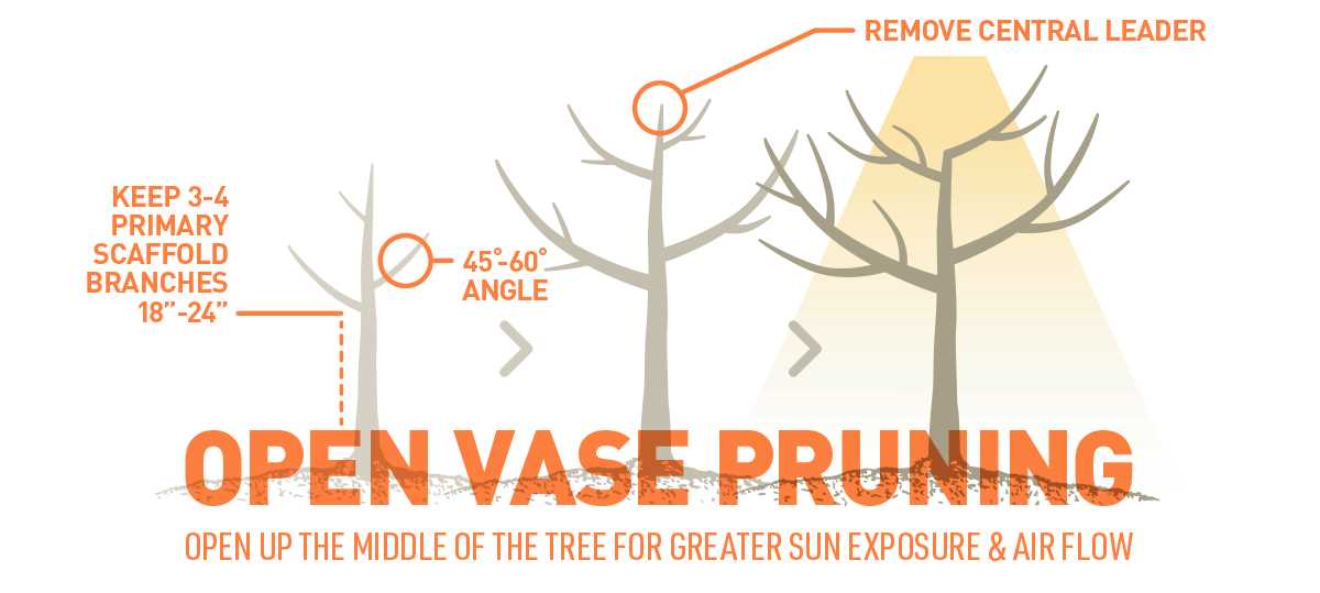 4. Extends Tree Lifespan