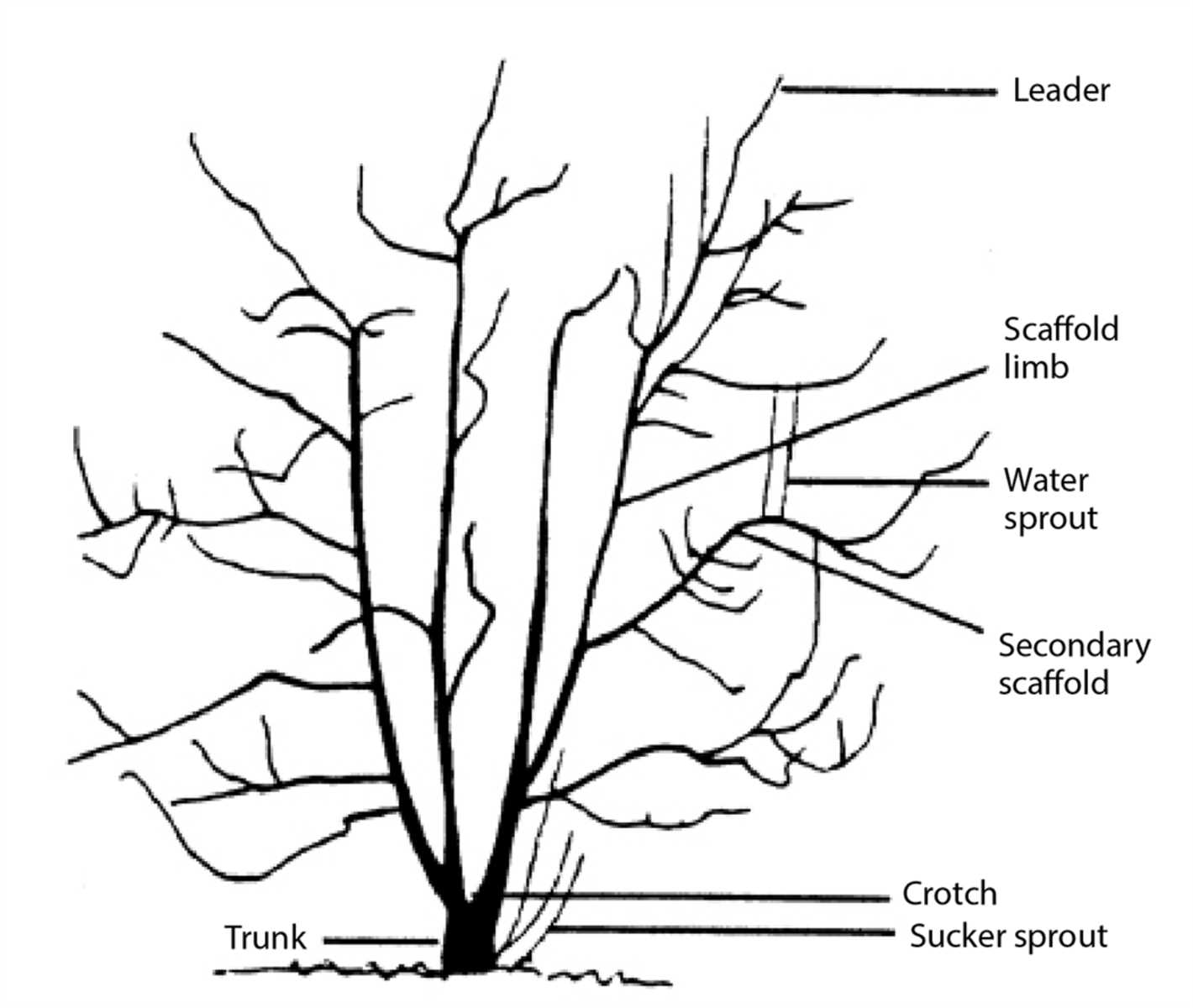 DON'T: Prune during rainy or wet periods