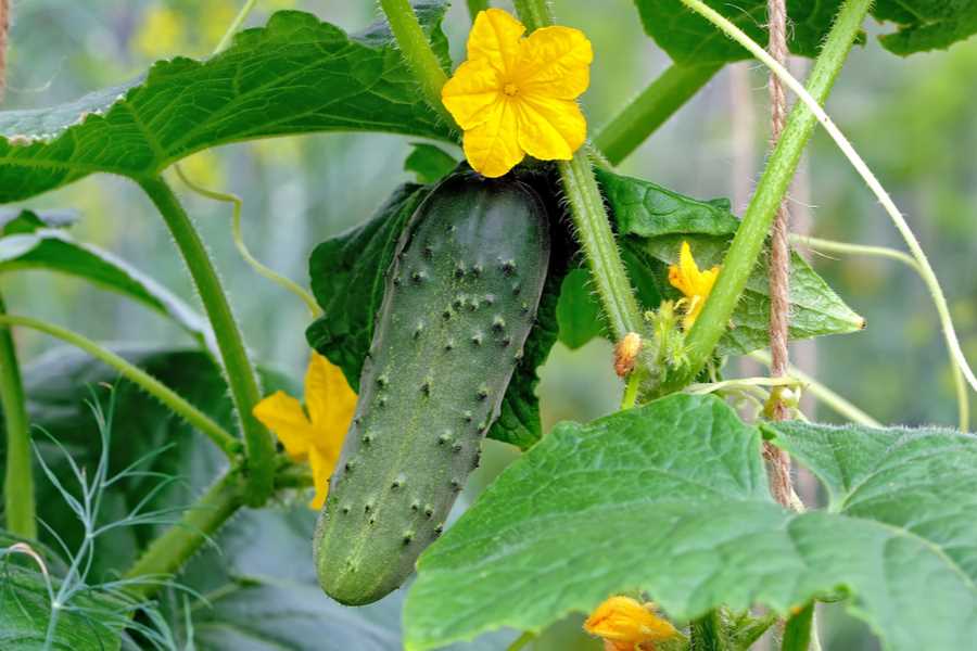 Training Cucumbers for Increased Yield