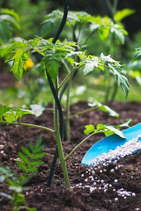 The Importance of Fertilising Tomato Seedlings