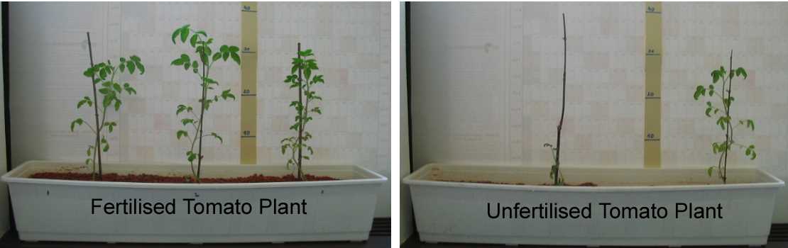 7. Monitor Plant Growth