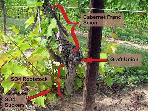 8. Mulch around the grape seedling