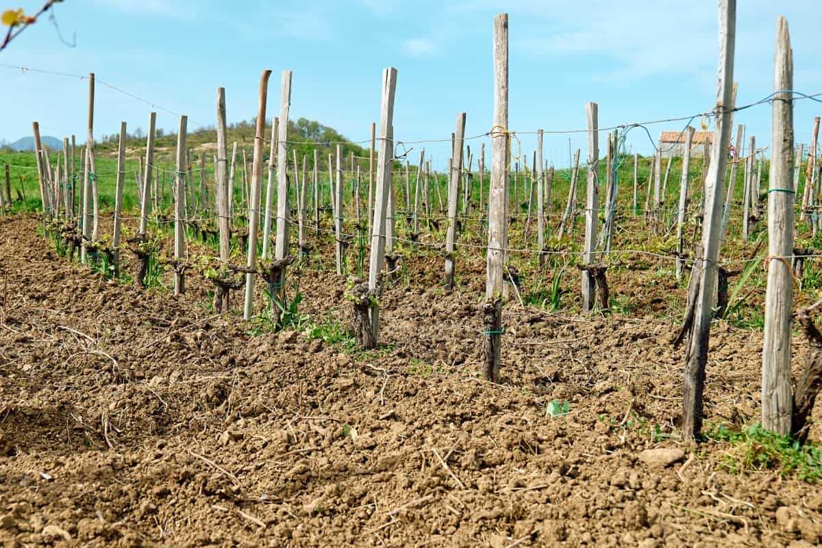 Selecting the Right Rootstock for Successful Grape Cultivation