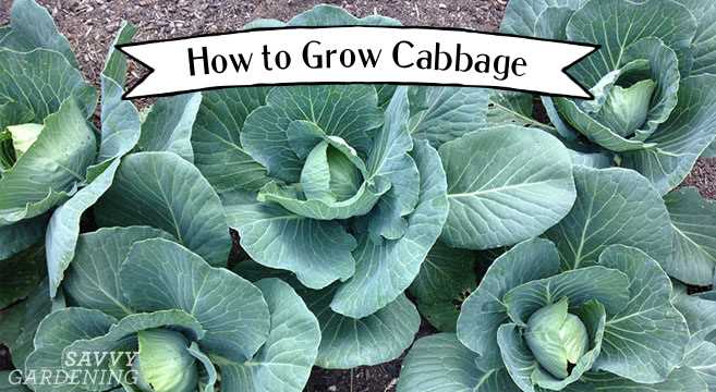 proven method of sowing cabbage on seedlings how