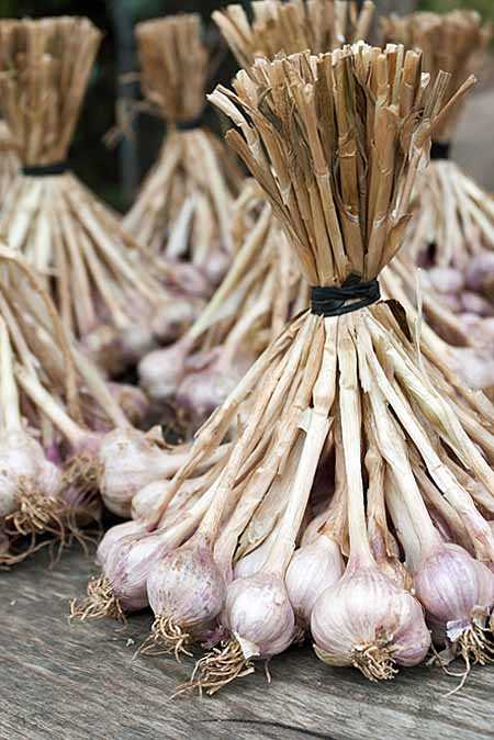 proven method of storing garlic no stockings nee a4uv943m