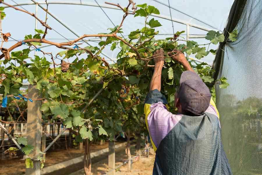 Summer Pruning: