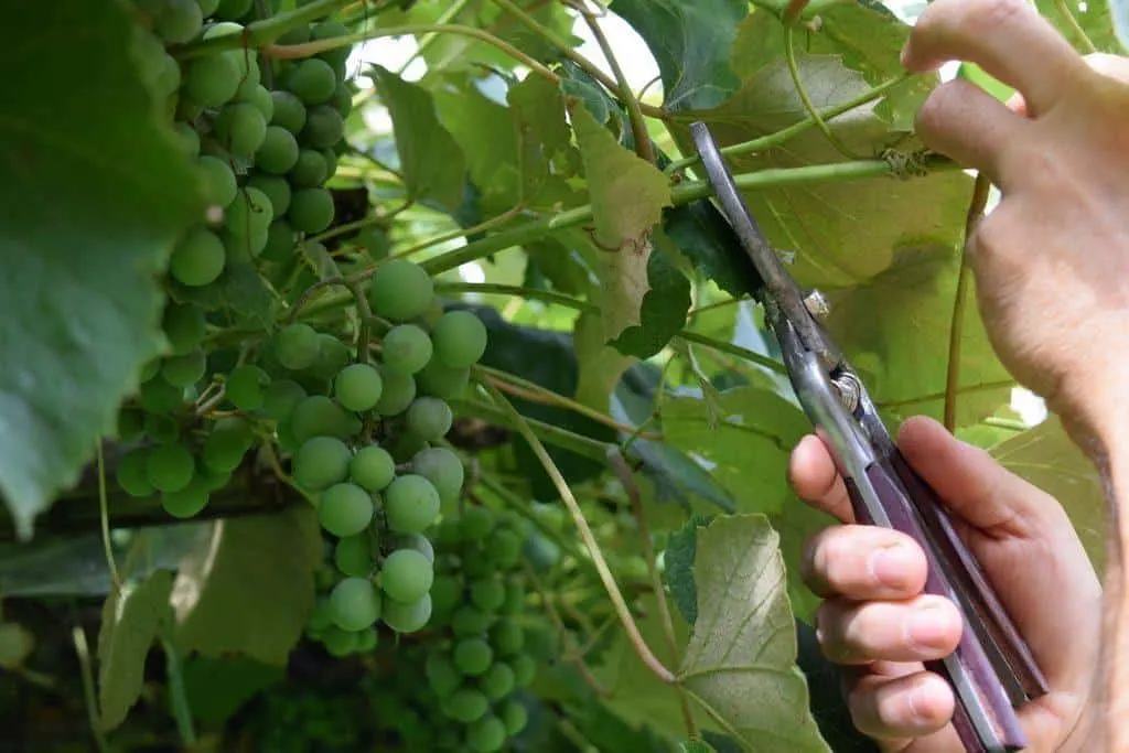  Summary of Assessing the Condition of the Grape Bush: 