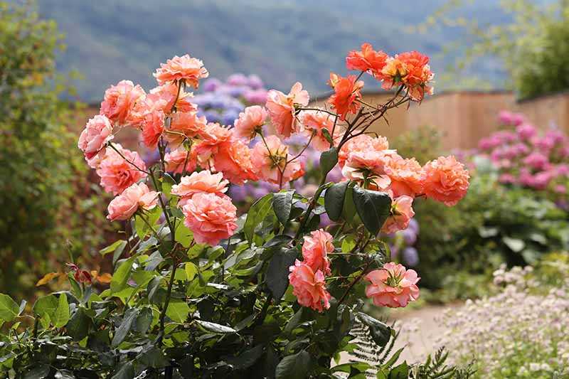 4. Protect the top of the rose bush