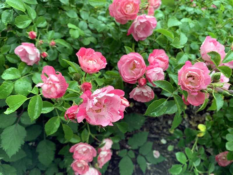 Tools Needed for Pruning Bush Roses