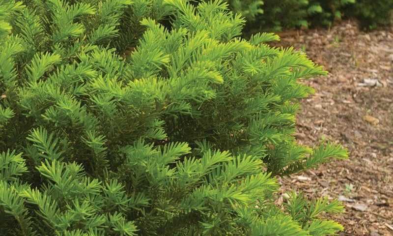 Benefits of Shaping Conifers