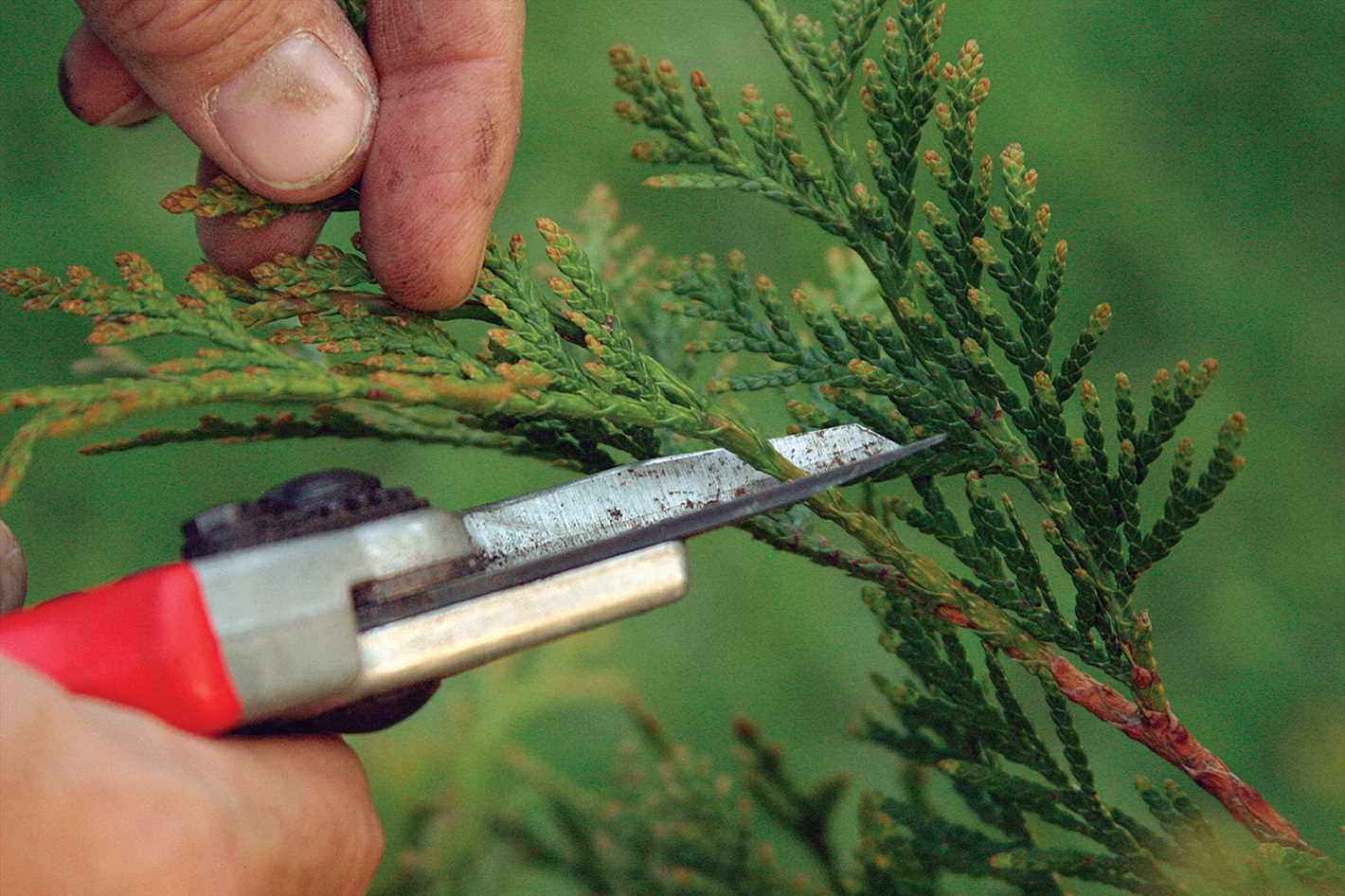 Timing of Pruning