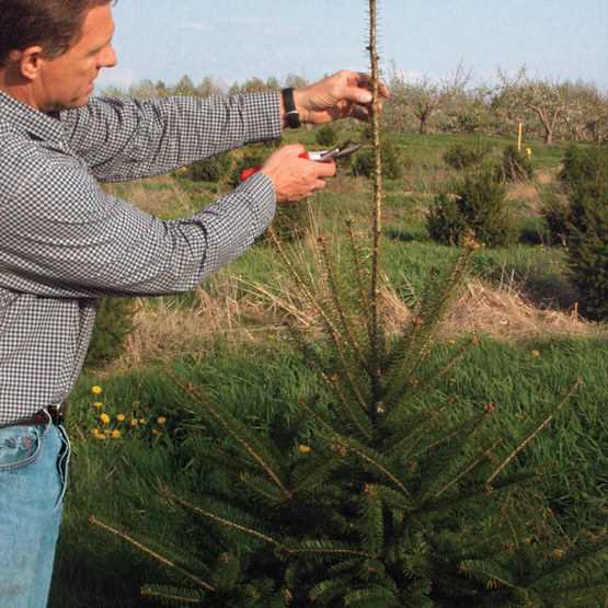 Techniques for Shaping Conifers