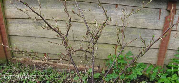 When is the best time to prune gooseberries and redcurrants?