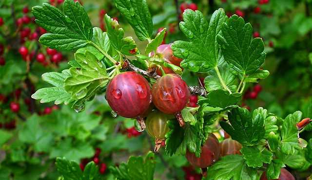 Pruning redcurrants: