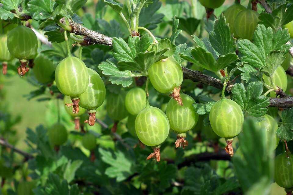 Why is pruning important for gooseberries and redcurrants?