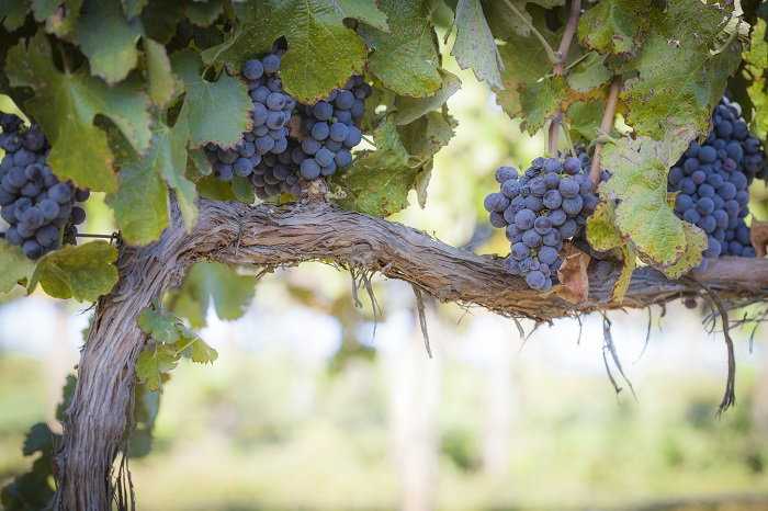 Why Pruning Grapes is Important
