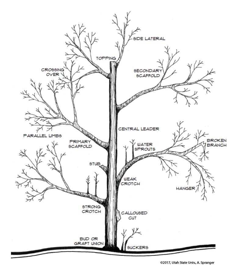 3. Peach Trees