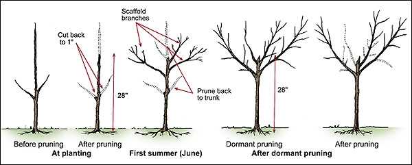 General Pruning Guidelines