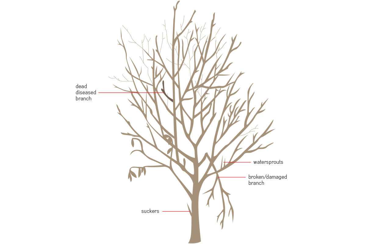 Pruning Fruit Trees for Optimal Fruit Production