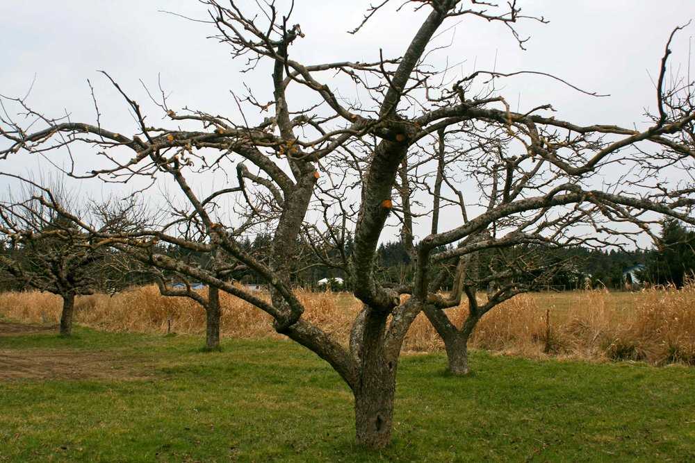 3. Thin out crowded branches