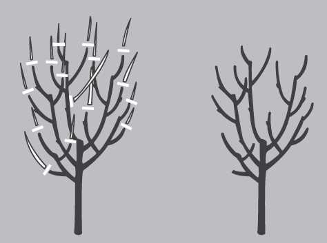 5. Espalier Pruning