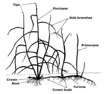 Step 3: Thinning out and Cutting Back Canes