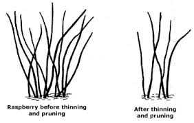 Step 1: Assessing the Raspberry Bushes