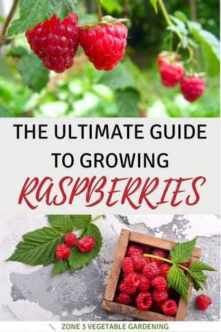 pruning raspberries to zero you dont have to do eahjvfrv
