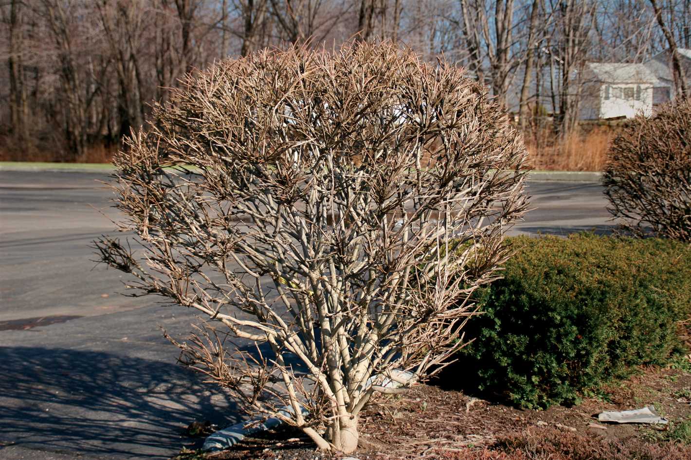 When to Prune Spring-Flowering Shrubs