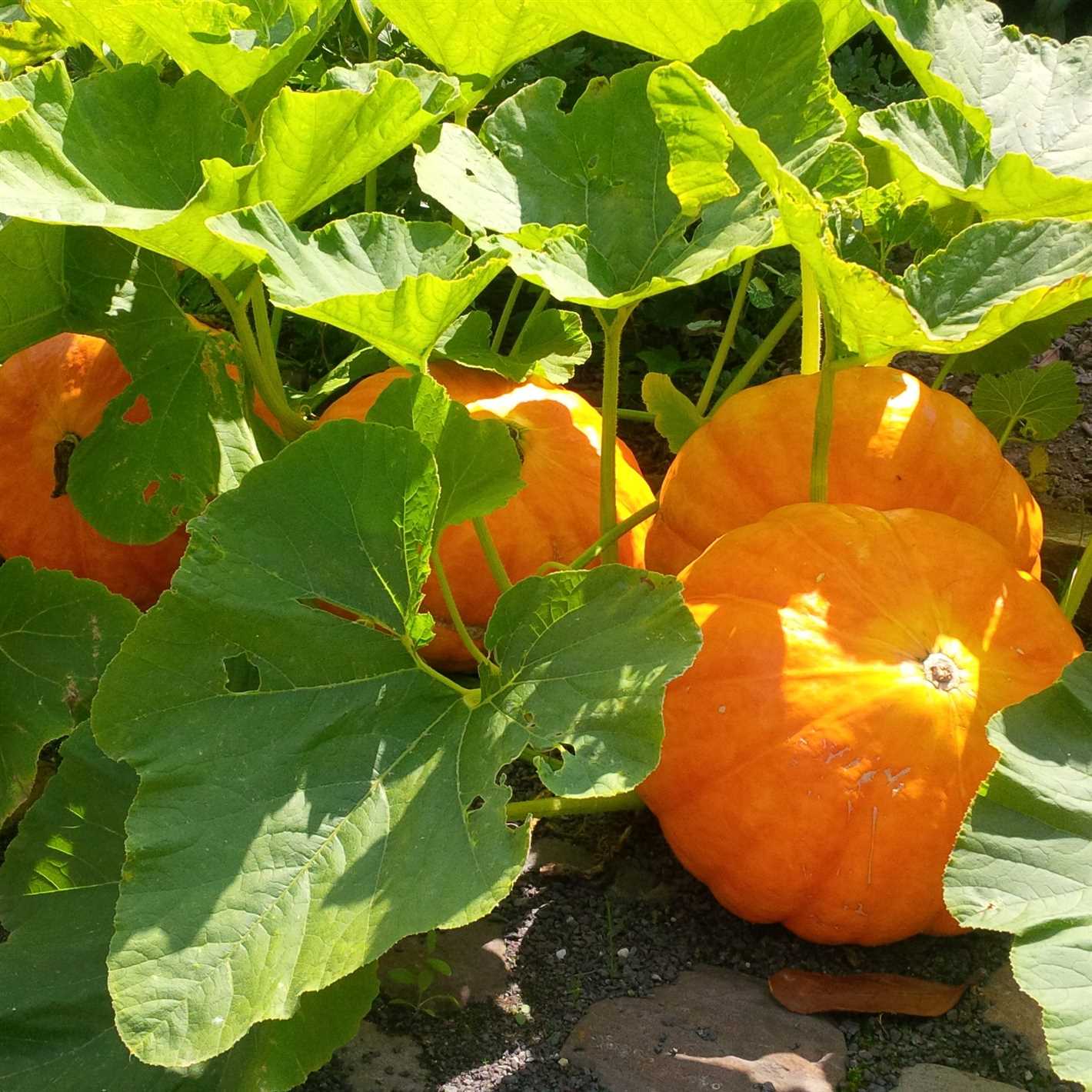 pumpkin plants fruiting and ornamental da3wgi7h