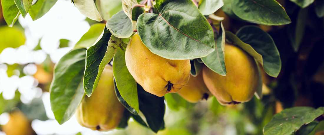 Common Pests and Diseases of Quince