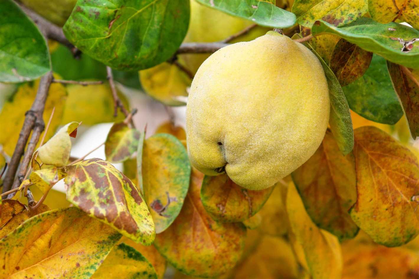 Harvesting and Using Quince