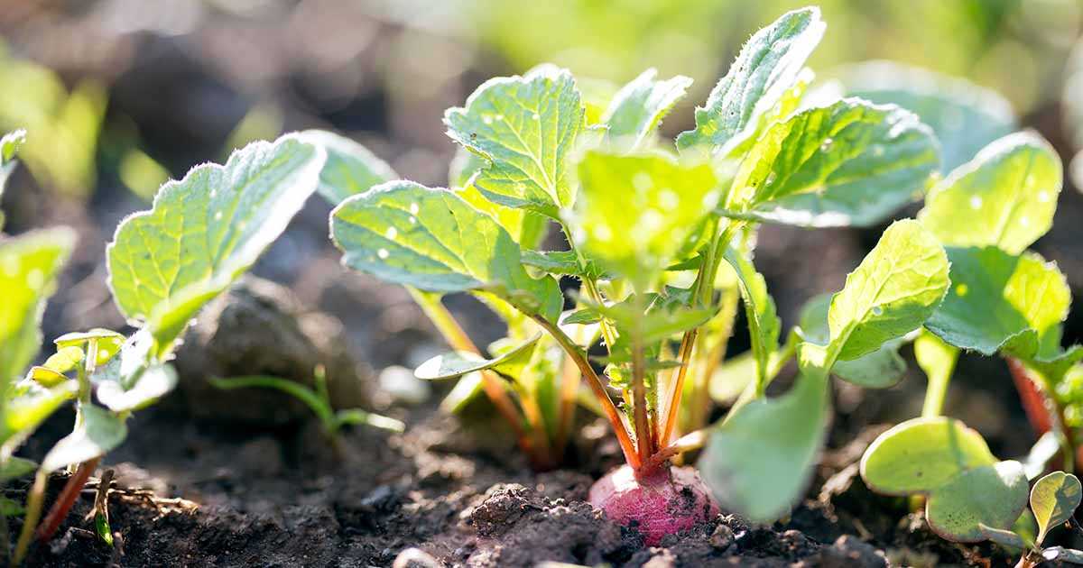 Easter Egg Radish