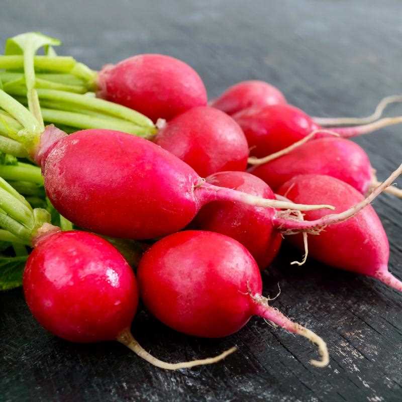 French Breakfast Radish