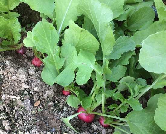 Watermelon Radish