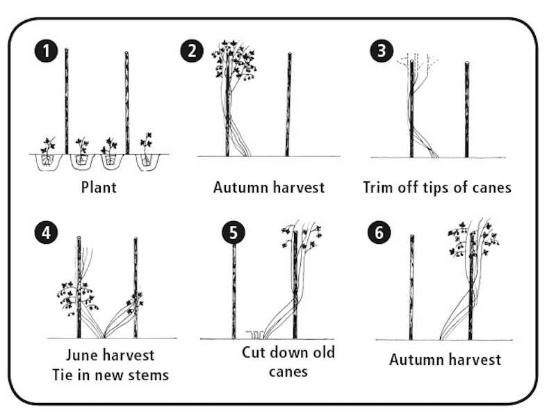 Maintenance and Pruning