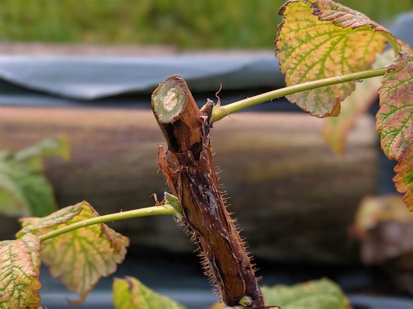 Planting Raspberries in Autumn