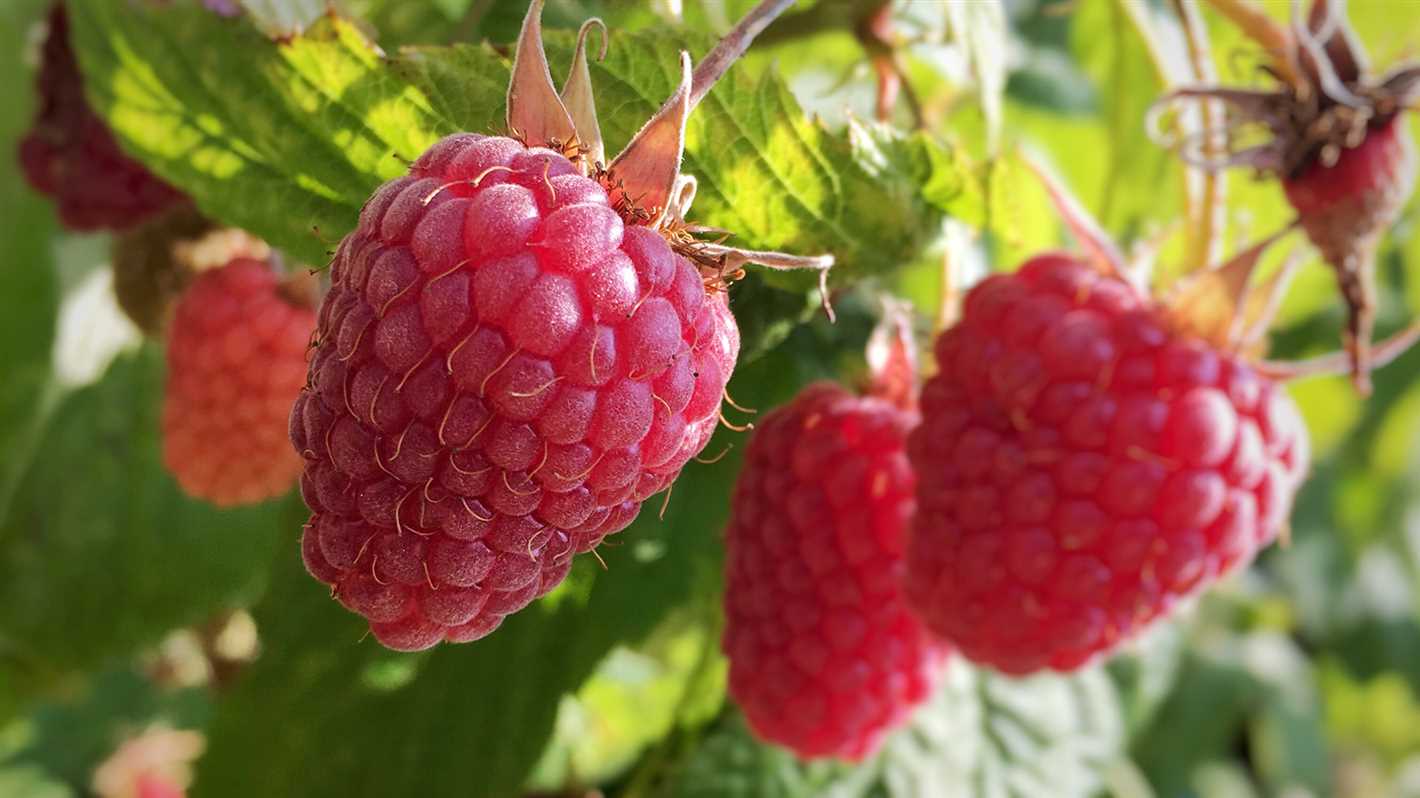 Tips for watering raspberry plants