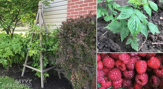 Picking ripe and sweet raspberries