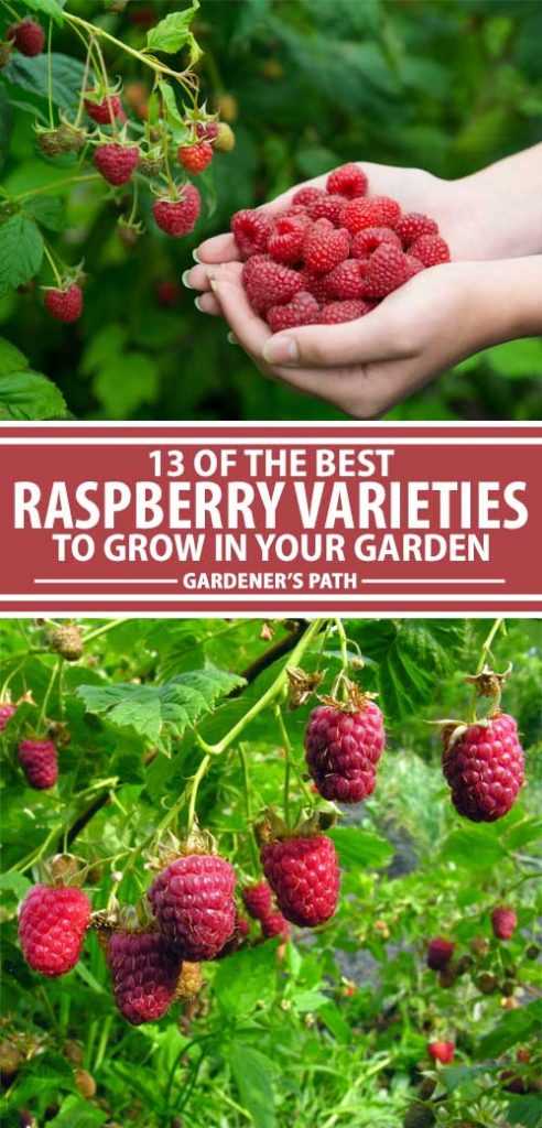 1. What is the best time to plant raspberry plants?