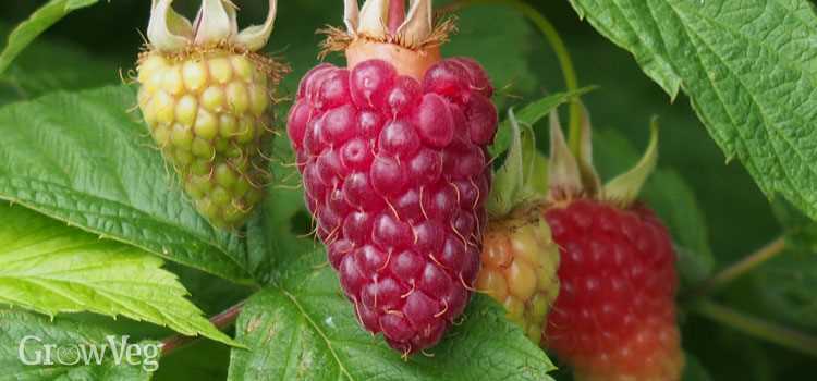 Benefits of Mulching for Raspberry Bushes