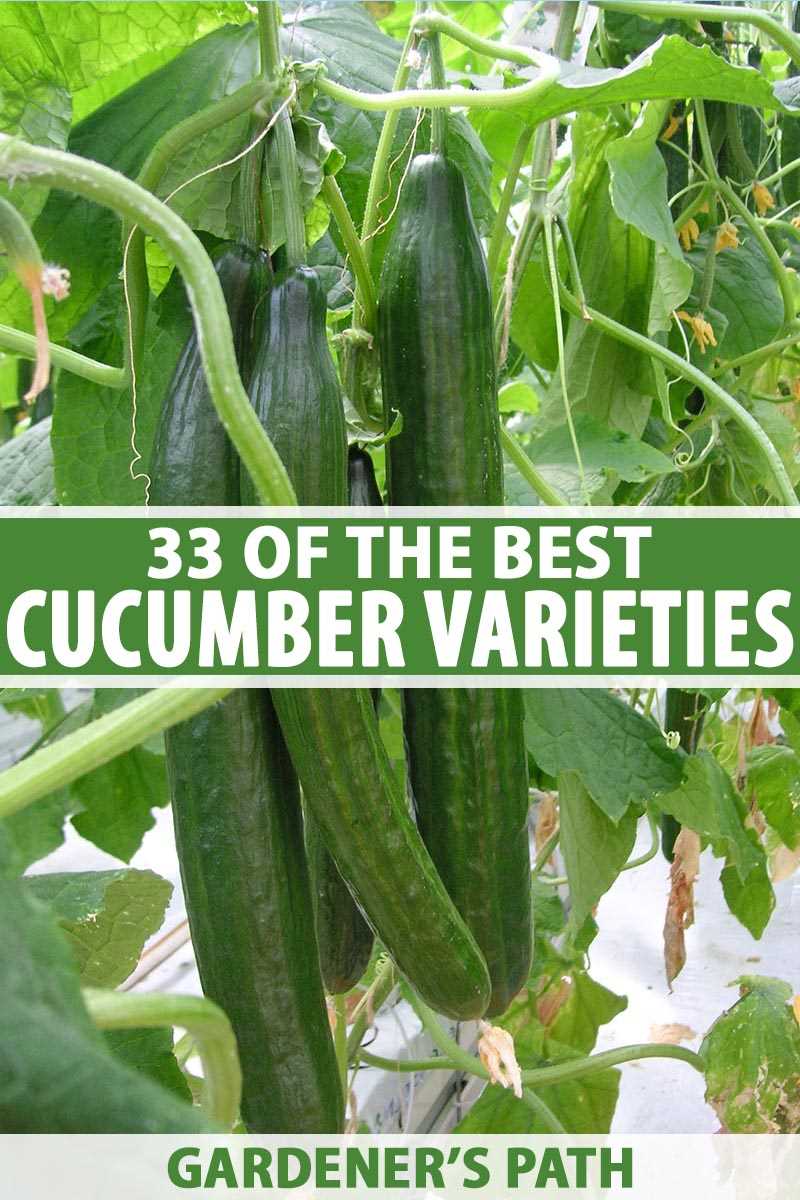 Top 5 Juicy Cucumber Hybrids