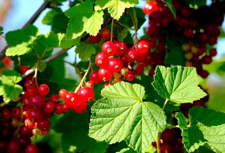 Types of Redcurrant: