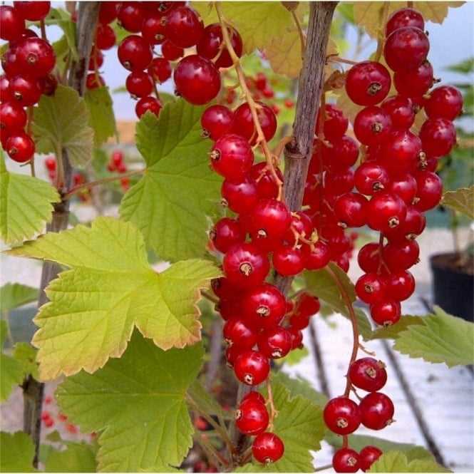 Choosing the Right Redcurrant: