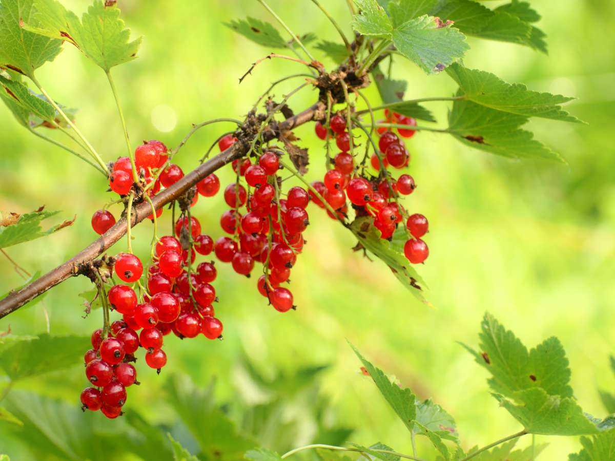 Planting Redcurrant: