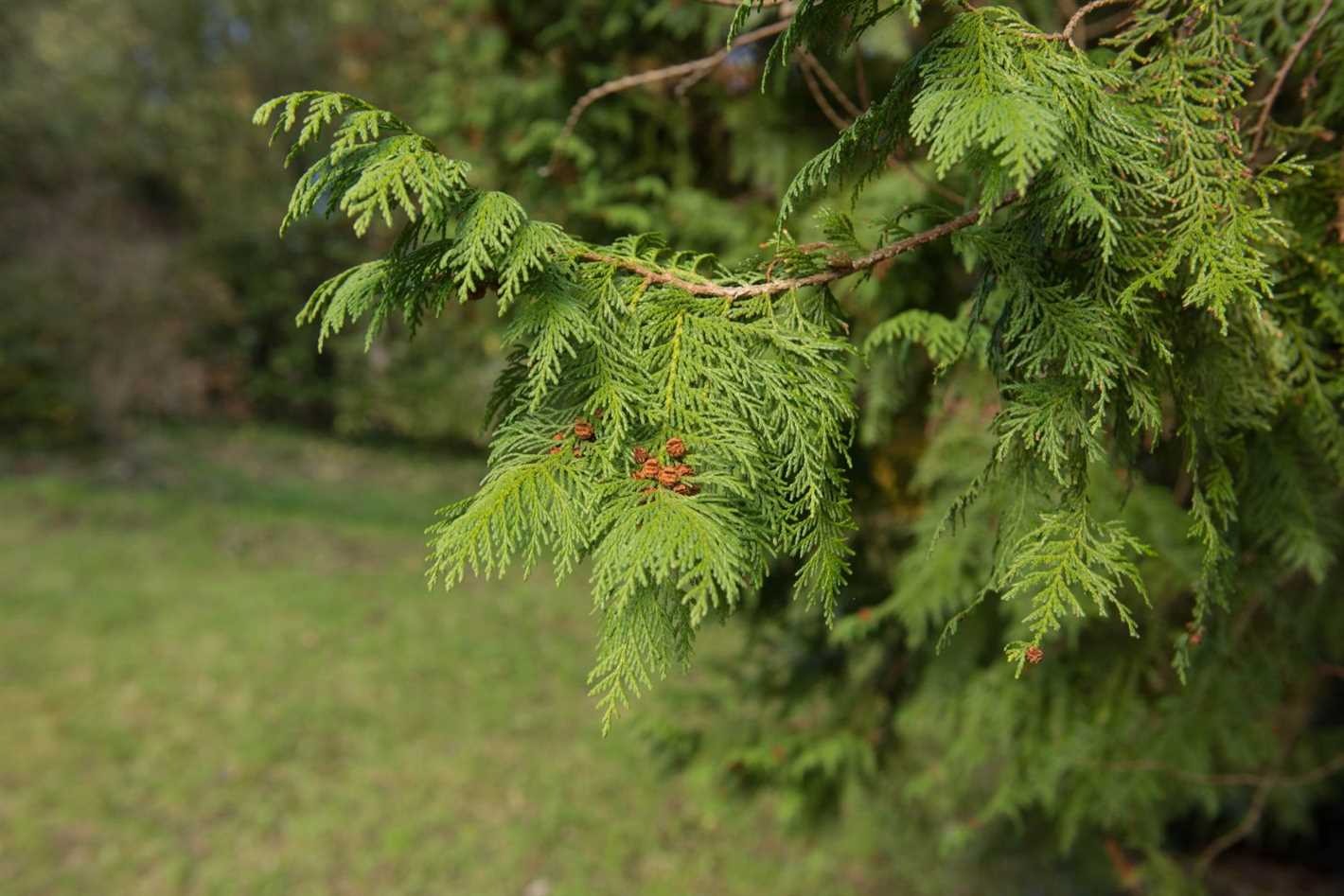 3. Digging up the Tree