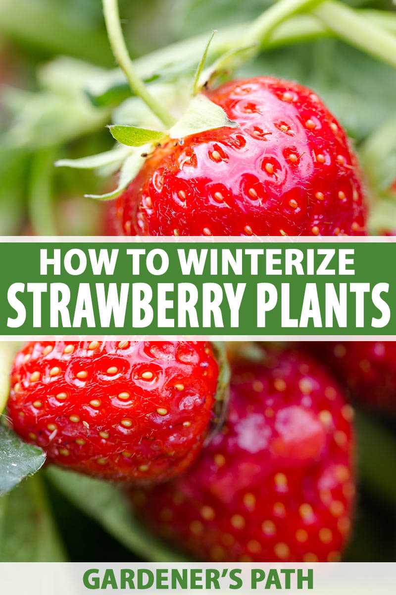 4. Extend the Lifespan of the Strawberry Patch