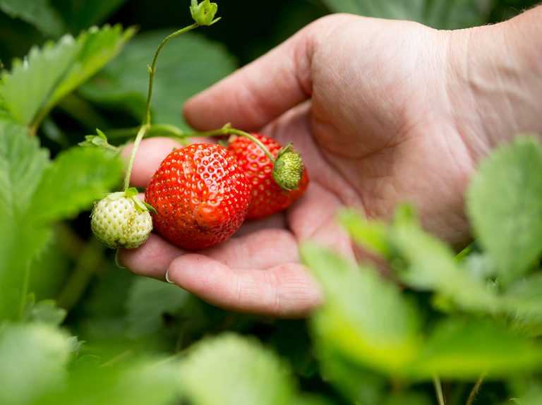 Step 5: Planting Strawberries